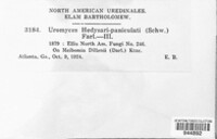 Uromyces hedysari-paniculati image
